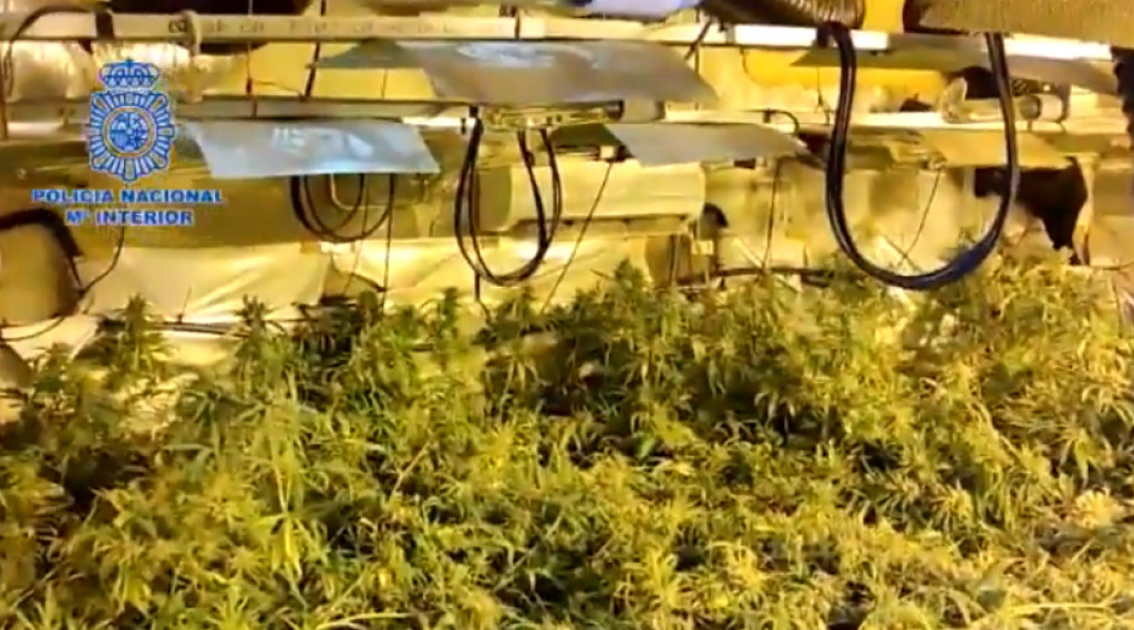 UHAPŠEN VLASNIK OBJEKTA NA PLANTAŽI: Pronađeno 1.246 biljaka, 80 kilograma pupoljaka marihuane