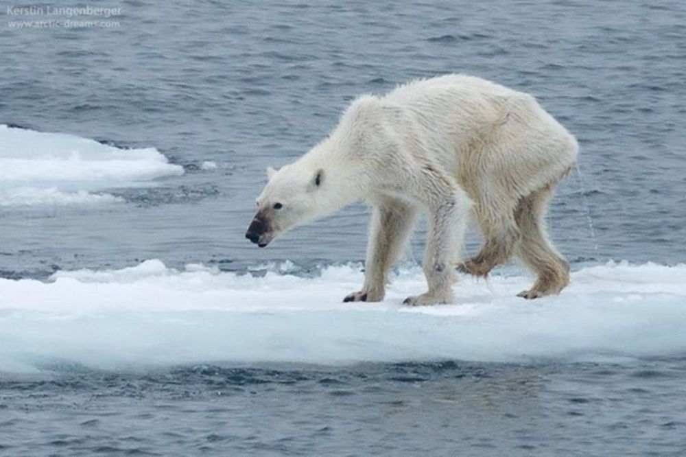 Polarni medvjed spašen nakon što mu je jezik zapeo u limenci mlijeka
