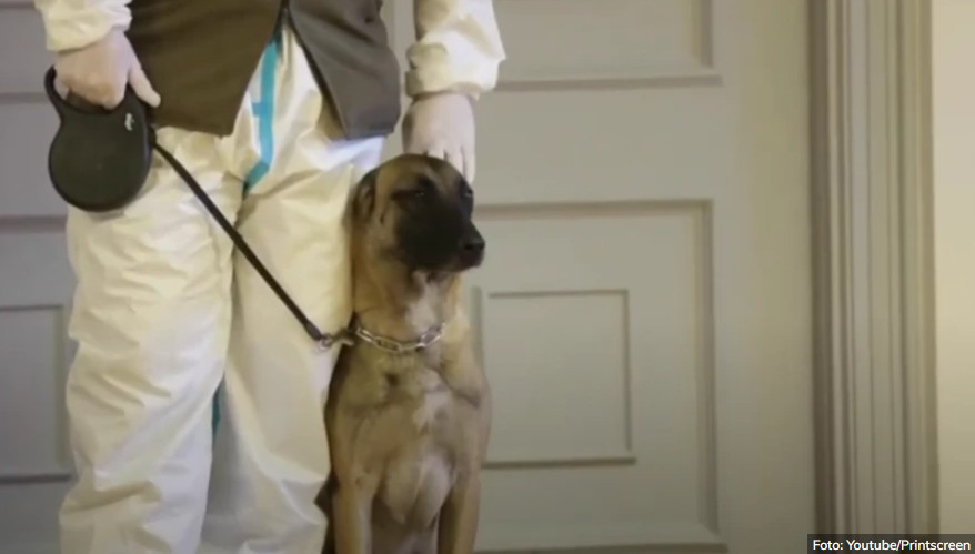 VELIKO DOSTIGNUĆE Austrijska vojska obučila dva psa da nanjuše korona virus (VIDEO)