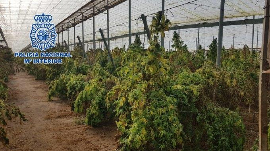 PALO HAPŠENJE U ŠPANIJI Muškarac uzgajao 18.000 biljaka marihuane