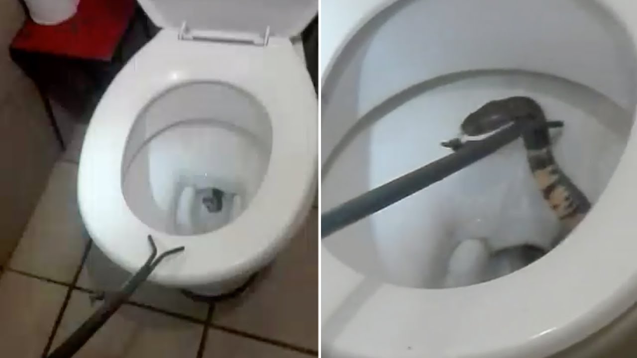 MUKE TURISTA NA SAFARIJU: Ujela ga kobra za nezgodno mjesto dok je bio u toaletu