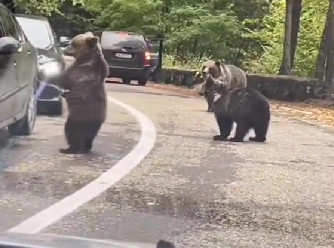 Medvjedići naišli na kolonu automobila pa pozdravljali vozače