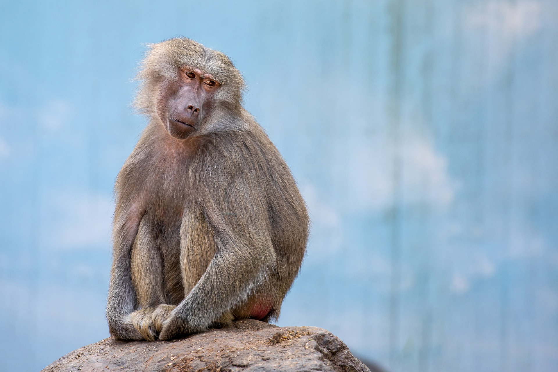 UŽAS U INDIJI Majmuni ubili tromjesečnu bebu