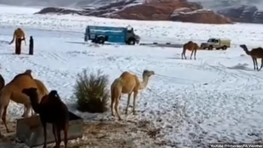 NESVAKIDAŠNJI PRIZORI IZ SAUDIJSKE ARABIJE Kamile idu kroz smetove, Arapi tope snijeg za kafu (VIDEO)