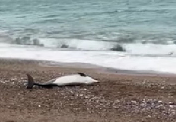 TUŽAN PRIZOR NA OBALI Na plaži u Bečićima pronađen uginuli delfin!