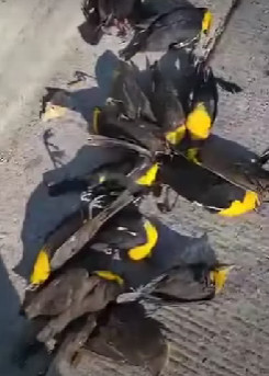 DRAMATIČNO! Stotine ptica palo na beton, leševi po cijelom gradu