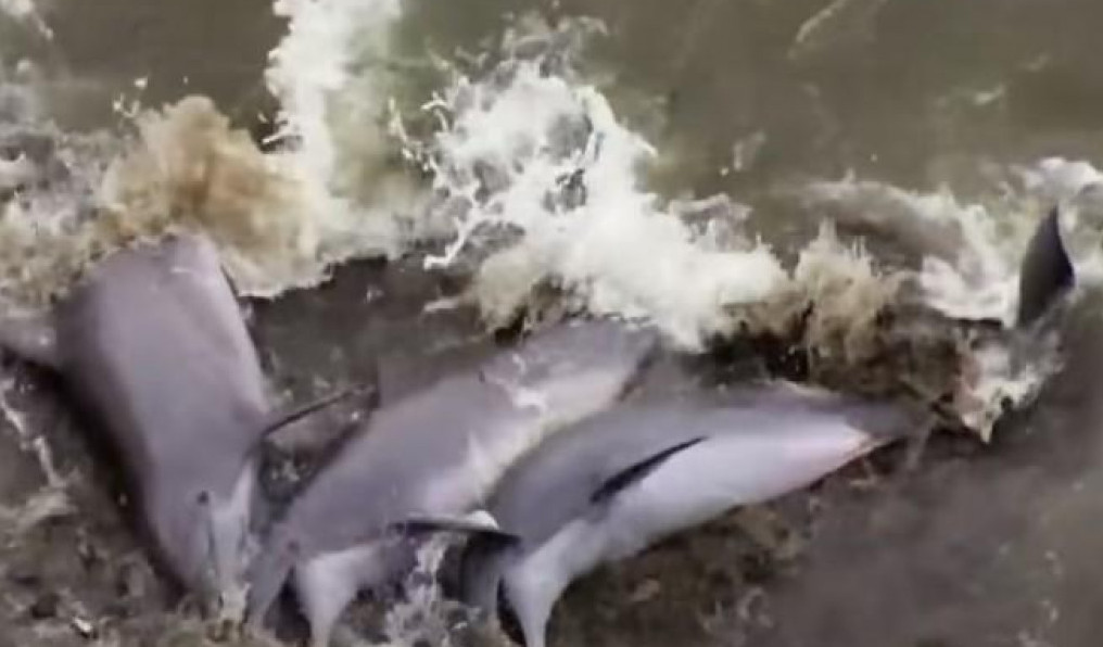 UZNEMIRUJUĆI PRIZOR U Francuskoj osam uginulih delfina pronađeno na plaži
