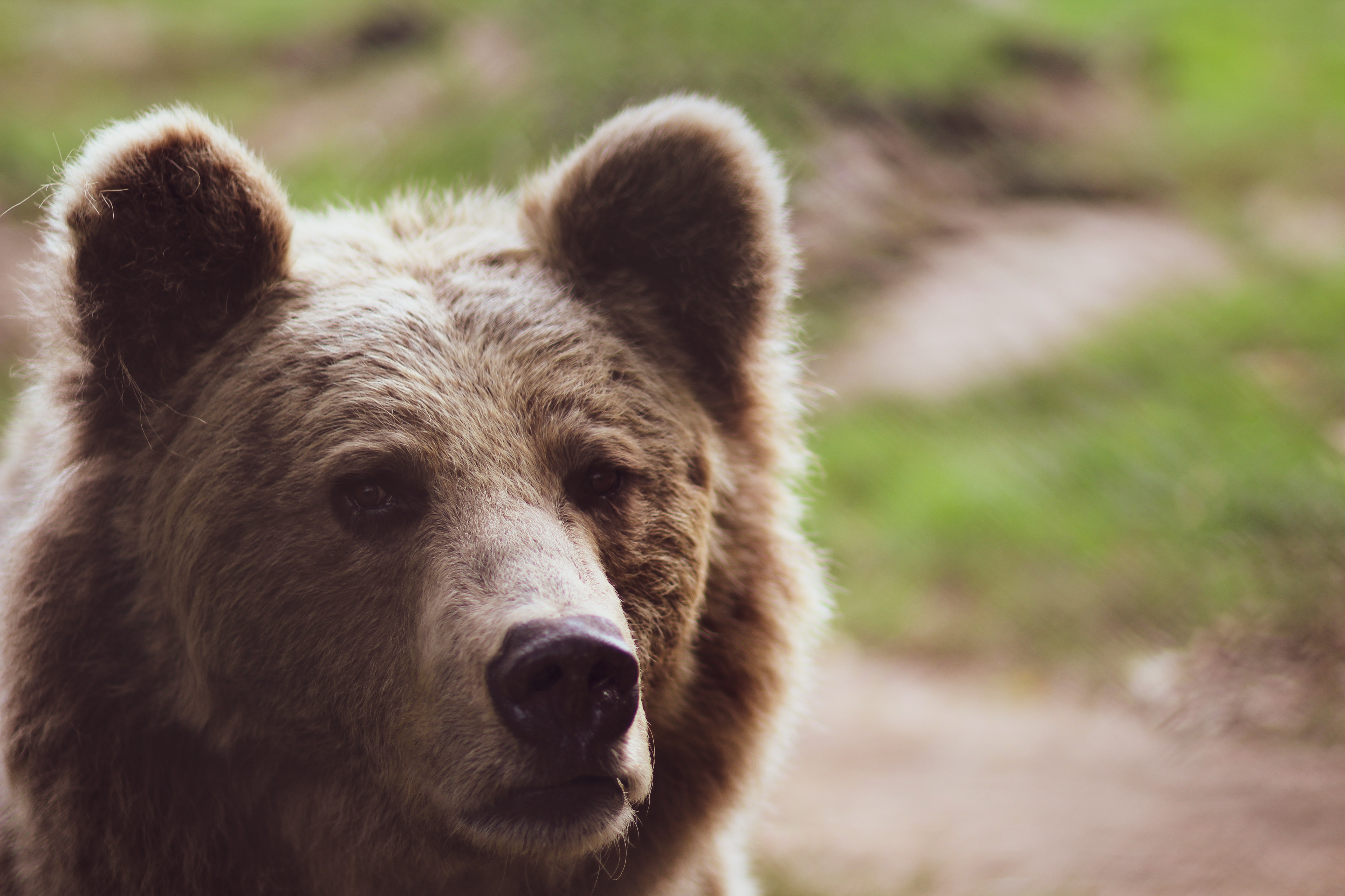 DA LI NAM PREMA NARODNOM VJEROVANJU STIŽE PROLEĆE? Medved Beo zoo-vrta se danas nije vratio u zimski san