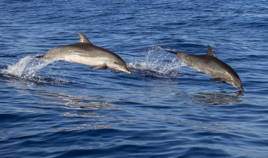 NEVJEROVATNO! Spasili mladunče, nakon što je otac delfin tražio pomoć