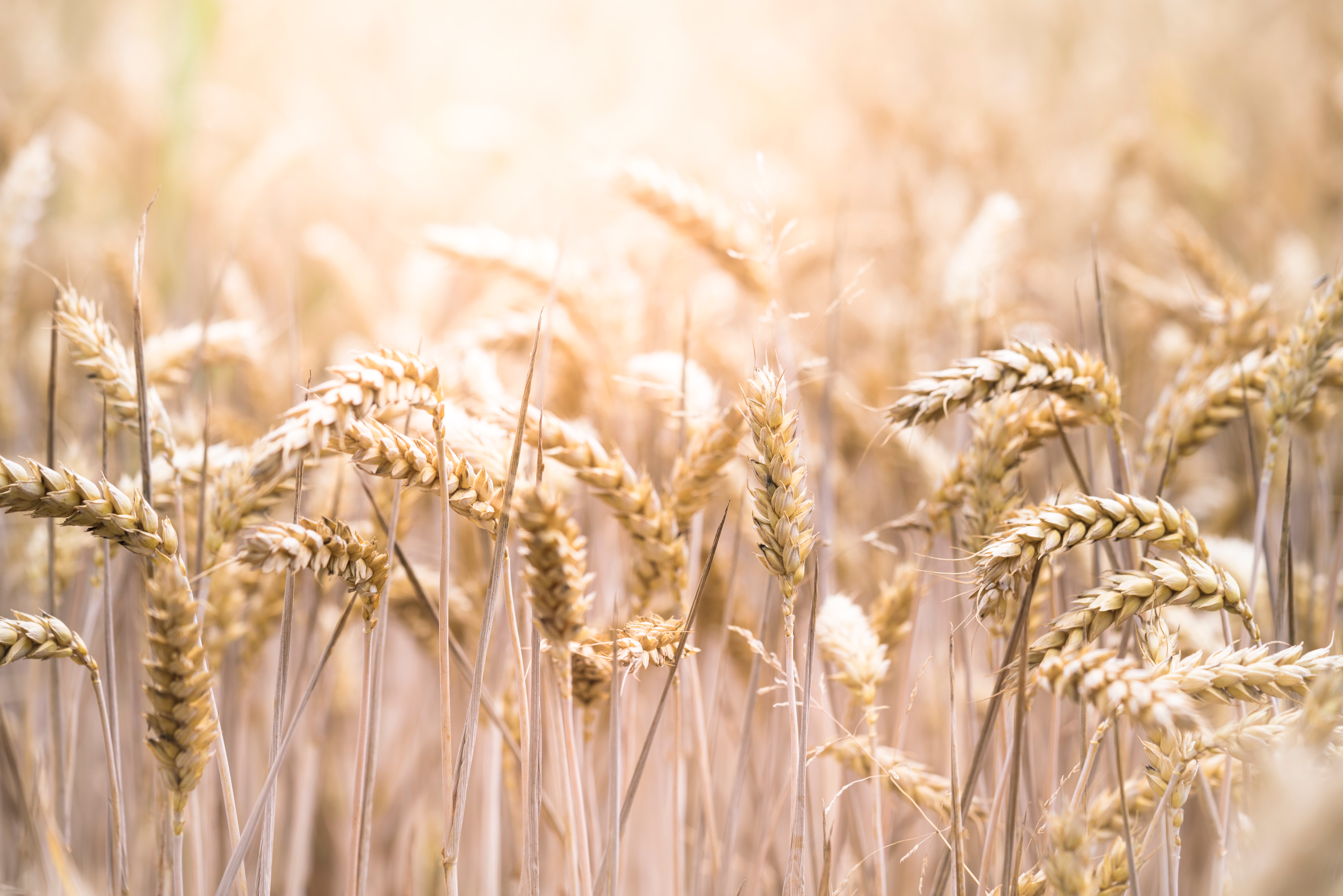 DONESENA NOVA ODLUKA Srbija povećala kvote za izvoz pšenice i pšeničnog brašna