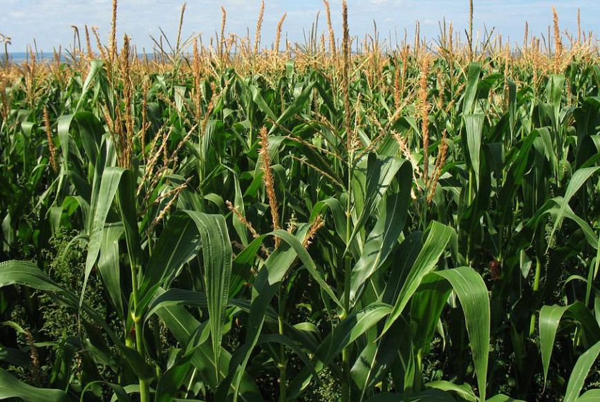 Na području bjelopoljske opštine žitaricama biće zasijano 5.000 hektara