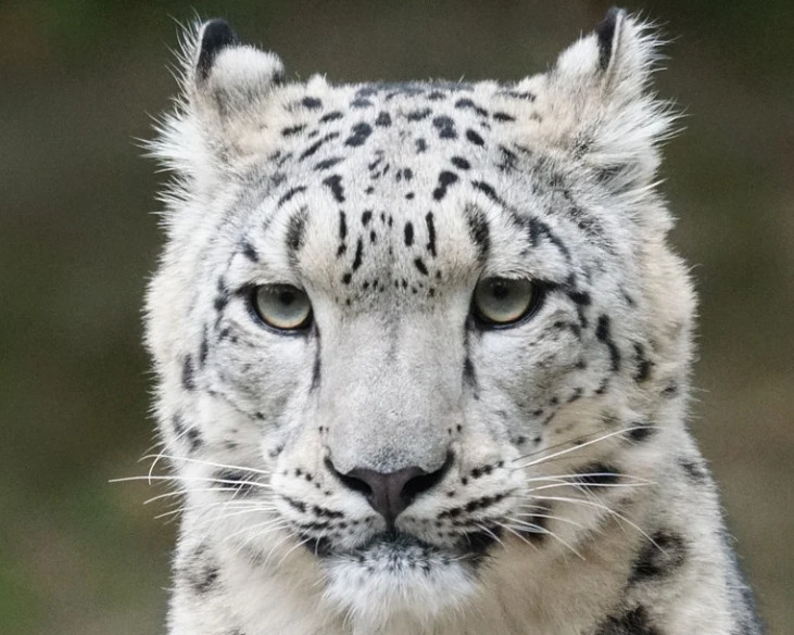 UGROŽENI ZBOG KRZNA Sniježni leopard, a snijega niđe
