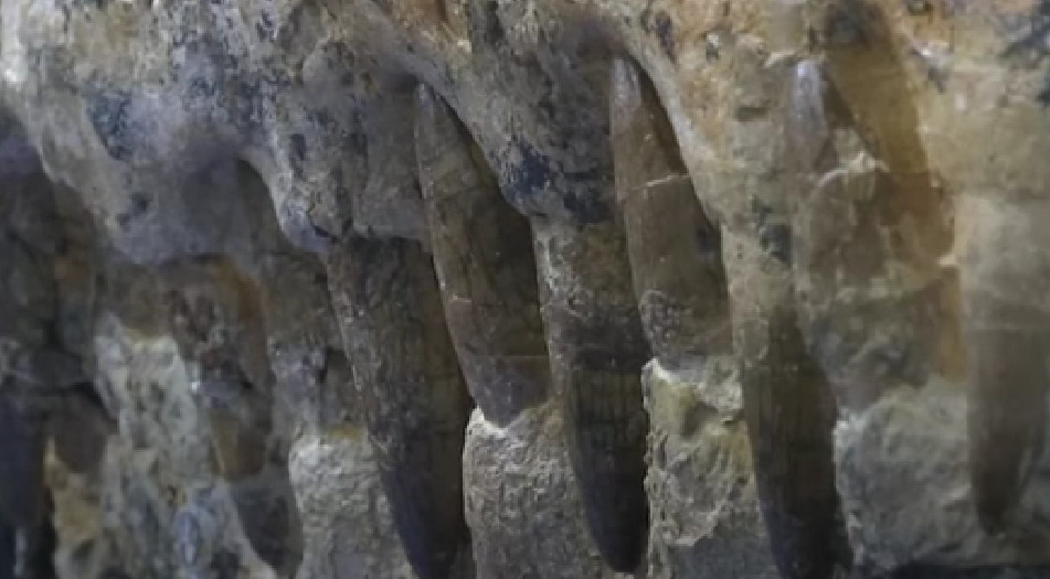 ZASTRAŠUJUĆE OTKRIĆE U PERUU Pronađena 36 miliona godina stara lobanja morskog čudovišta (FOTO)
