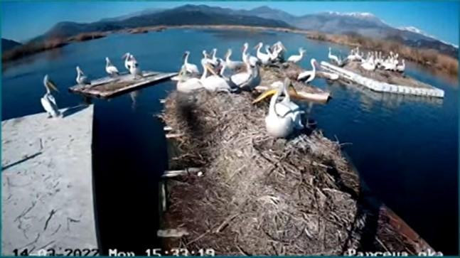 KATASTROFA ! Ptičji grip prijeti da uništi pelikane na Skadarskom jezeru