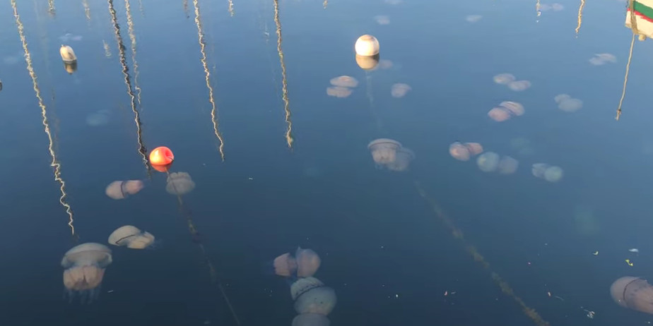 NEVJEROVATAN PRIZOR Invazija meduza na luku u Trstu (VIDEO)