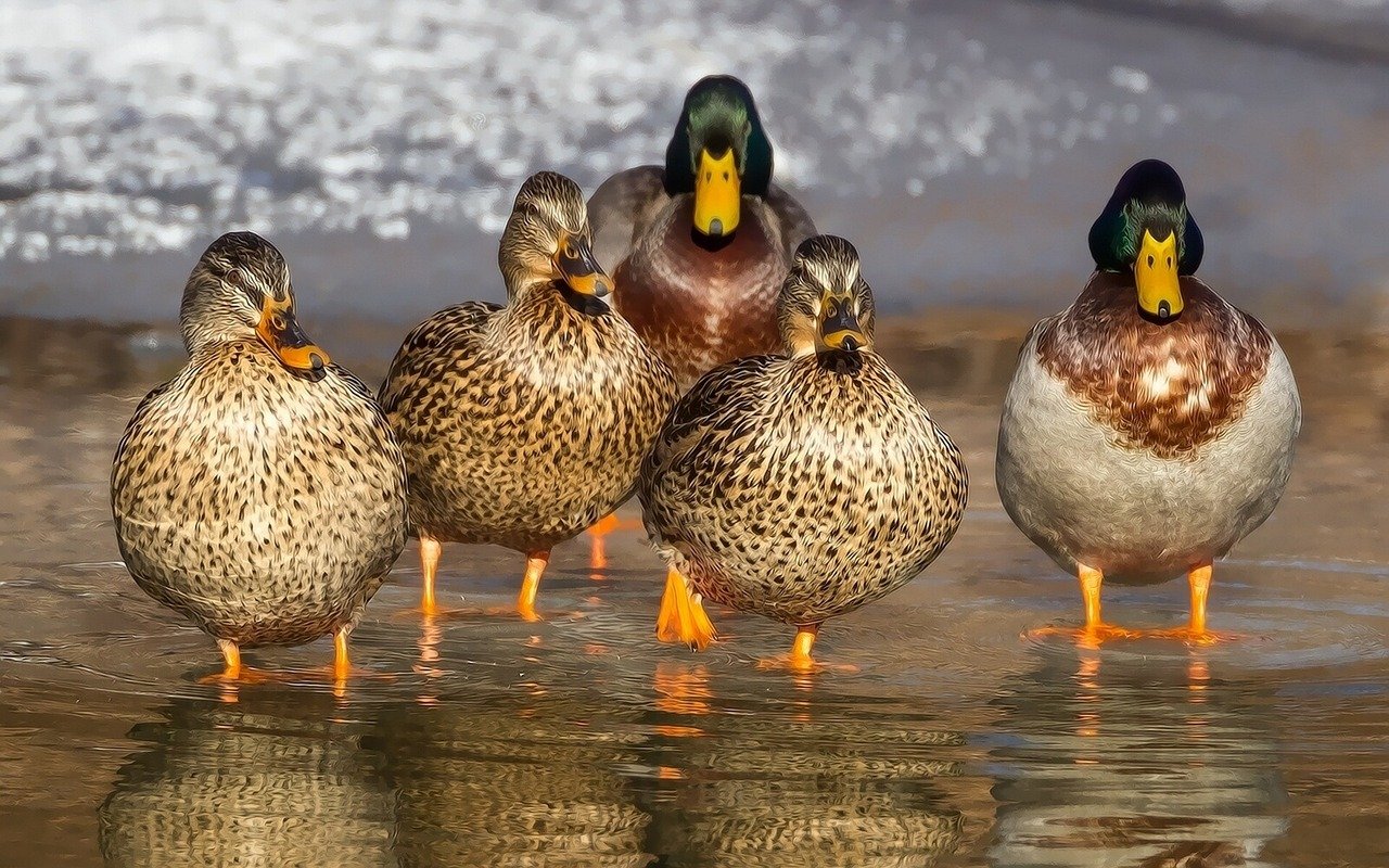 U Mađarskoj identifikovan ptičiji grip: U toku uništavanje 93.000 pataka