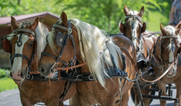 Pokrenuta peticija za zabranu korišćenja konjskih zaprega u gradskim sredinama!