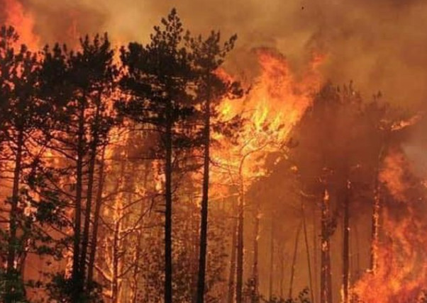 Požar na Šar planini: Gori šest hektara šume i pašnjaka
