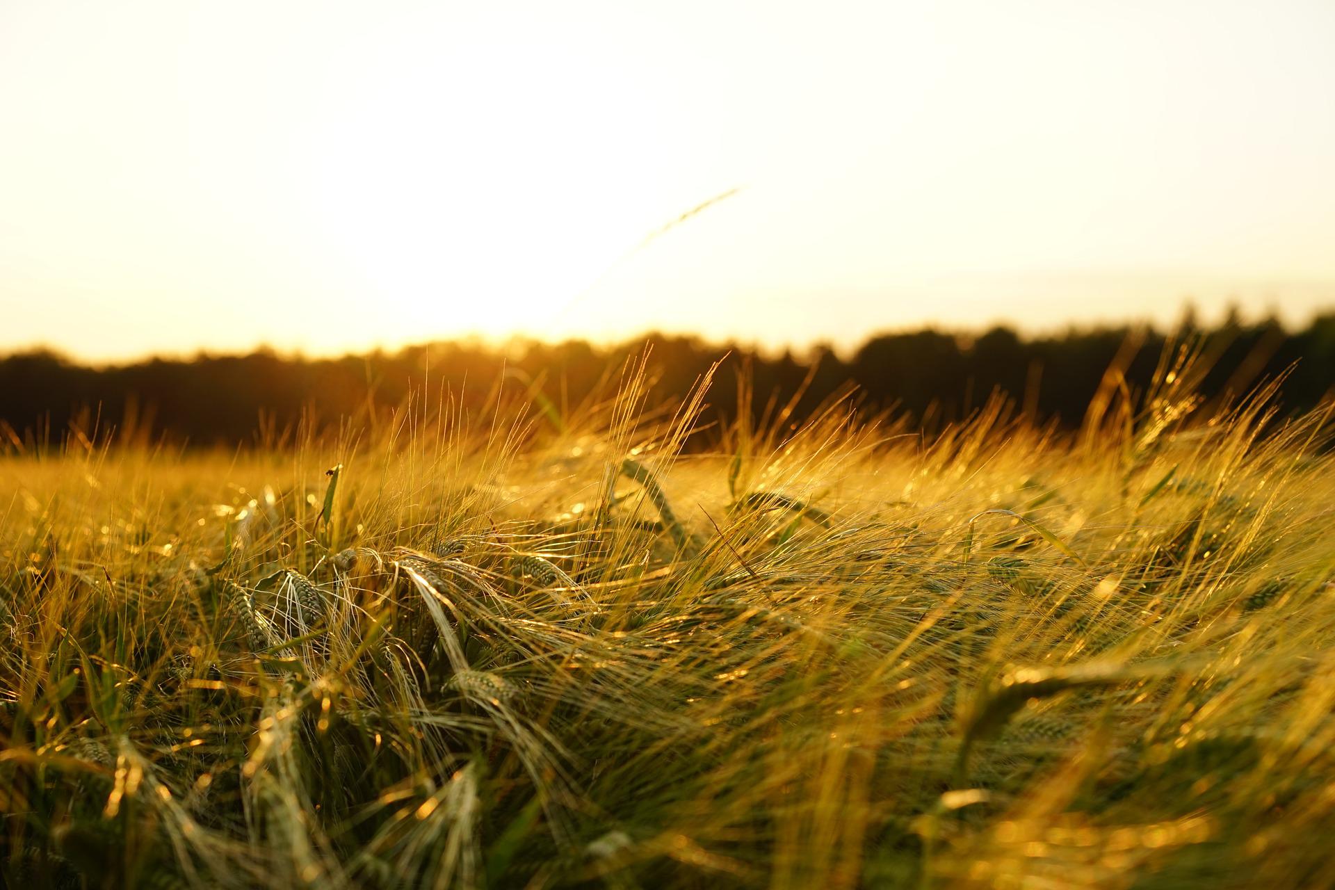 Ukrajina i Rusija potpisale sporazum o ponovnom pokretanju izvoza žita