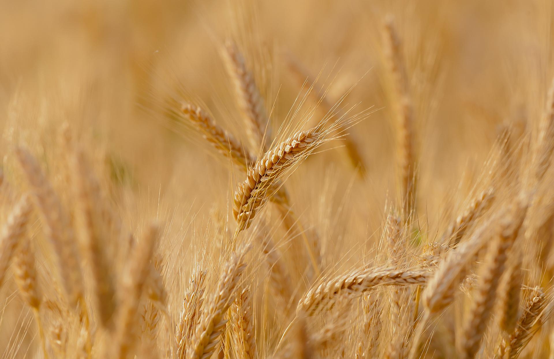 Globalno zagrijavanje utiče i na cijenu pšenice