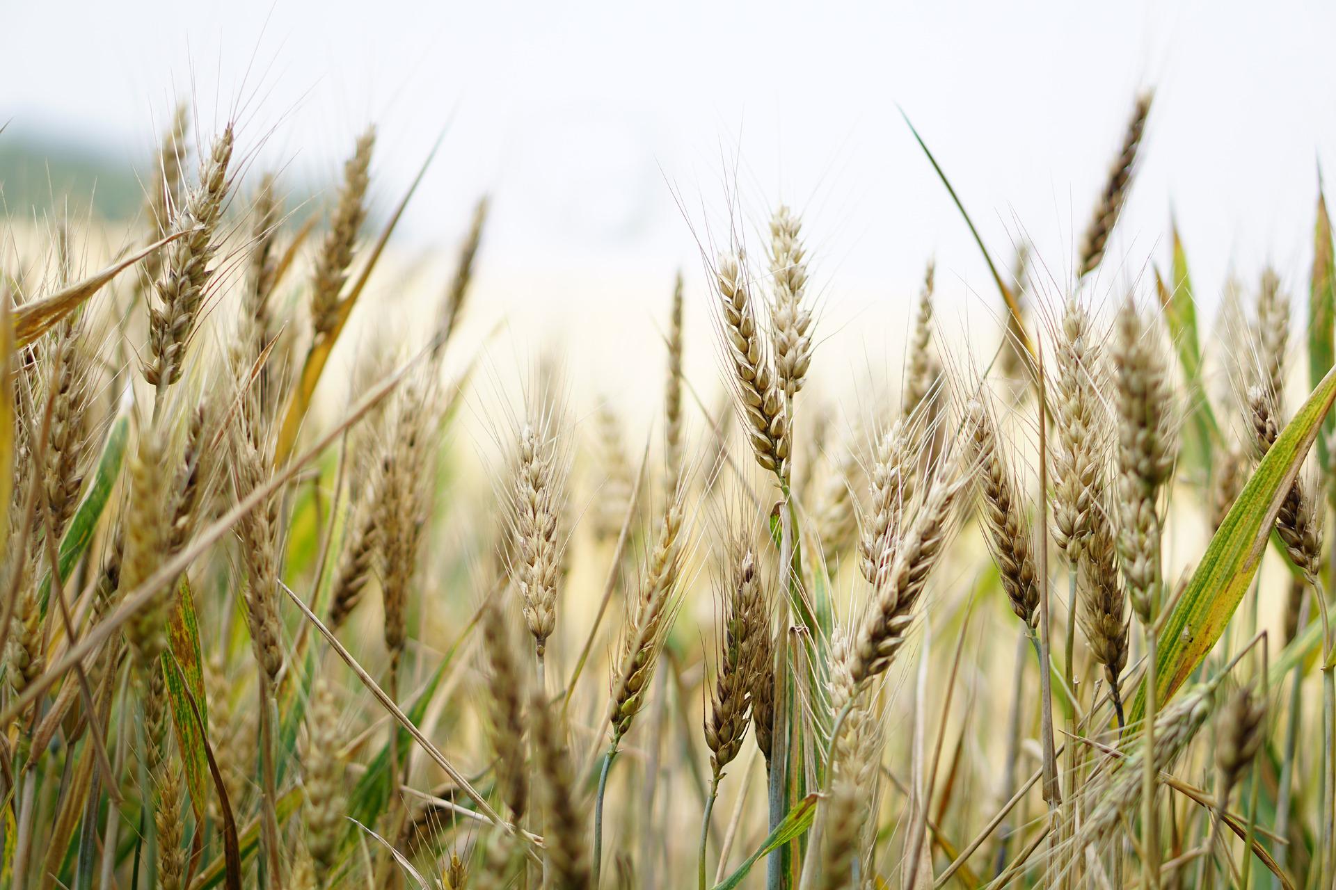 VLADA SRBIJE DONIJELA ODLUKU: Ukida se zabrana izvoza pšenice i kukuruza