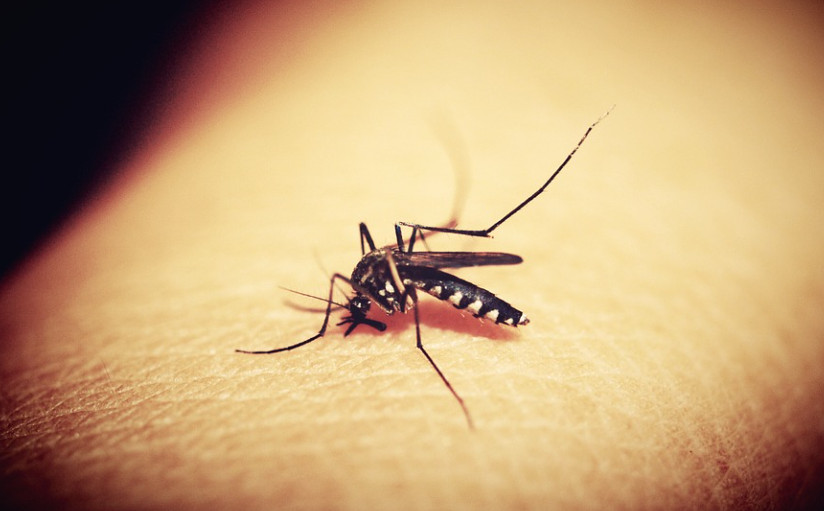 Efikasan način da ZAUVIJEK otjerate komarce: Italijani koriste ovaj trik VJEKOVIMA