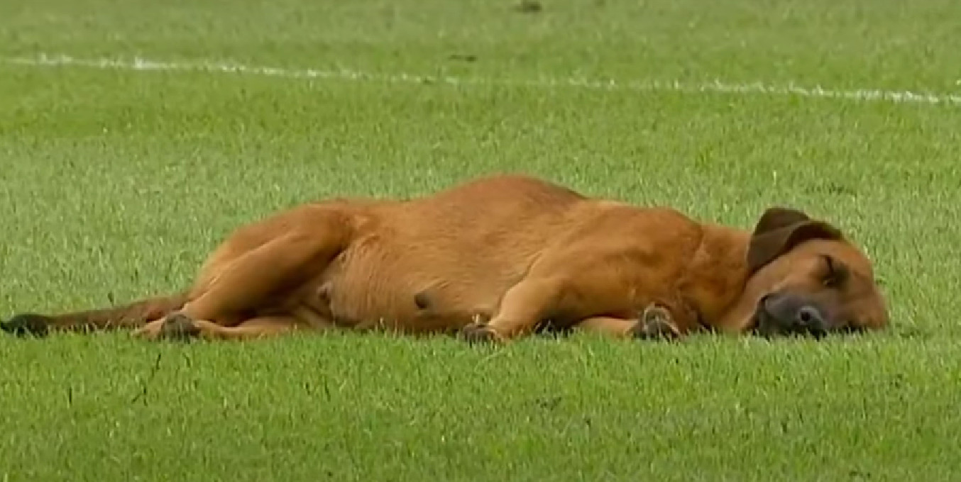 HIT SCENA Utakmica prekinuta jer je pas zaspao na terenu! (VIDEO)