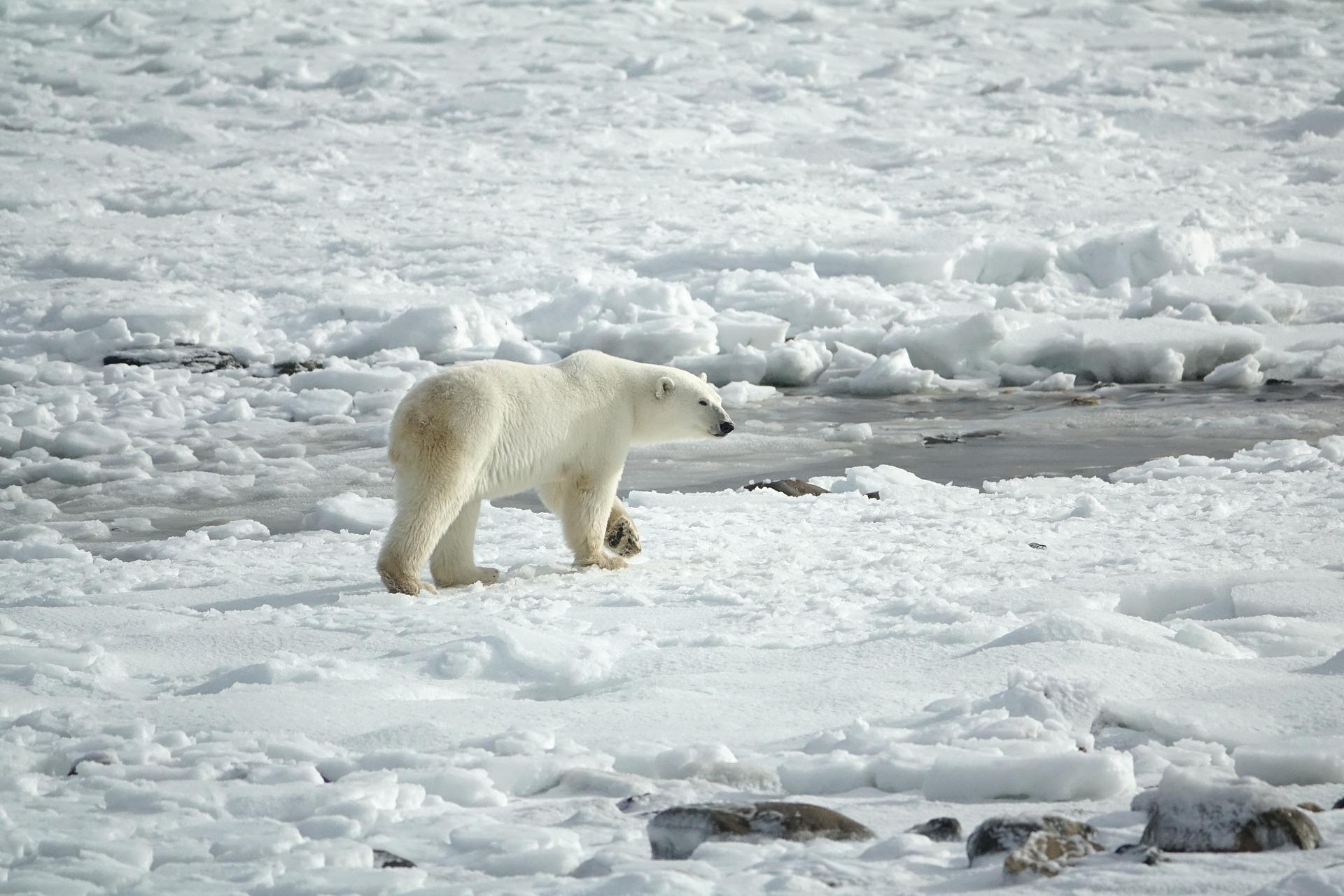 INCIDENT NA ARKTIČKIM OSTRVIMA Polarni medved upucan, pa uspavan nakon što je napao kamperku