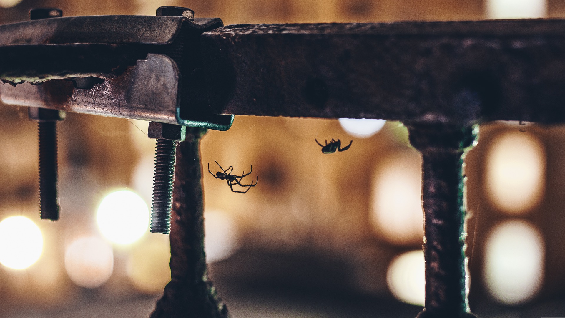 Naučnici dali objašnjenje: Evo zašto nikada ne bi trebalo da ubijete pauka u kući