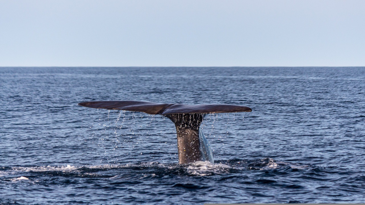 NOVI ZELAND: Petoro mrtvih u mogućem sudaru broda sa kitom