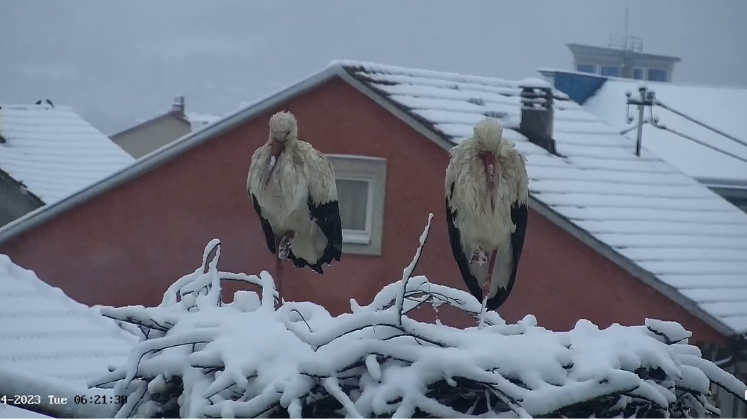 (VIDEO) Rode iznenadio snijeg u Beranama