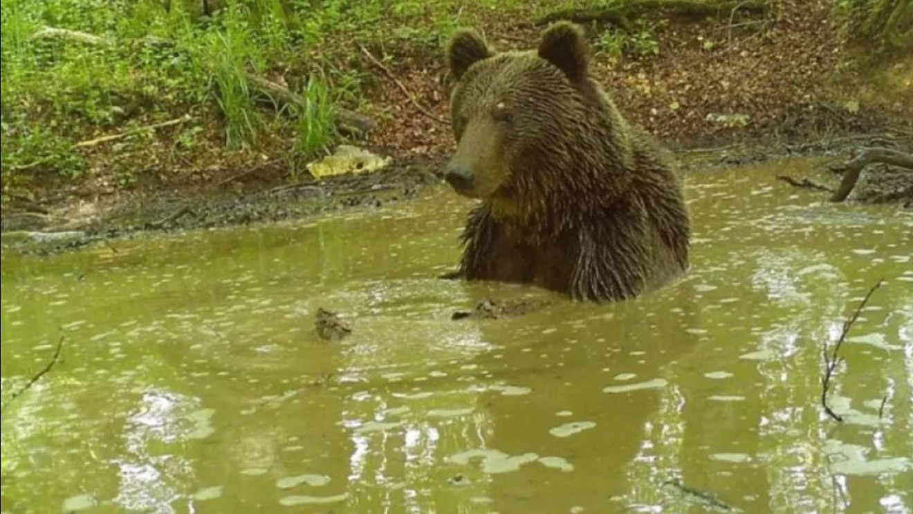 Medved u Parku prirode Piva našao spas od vrućina (FOTO)
