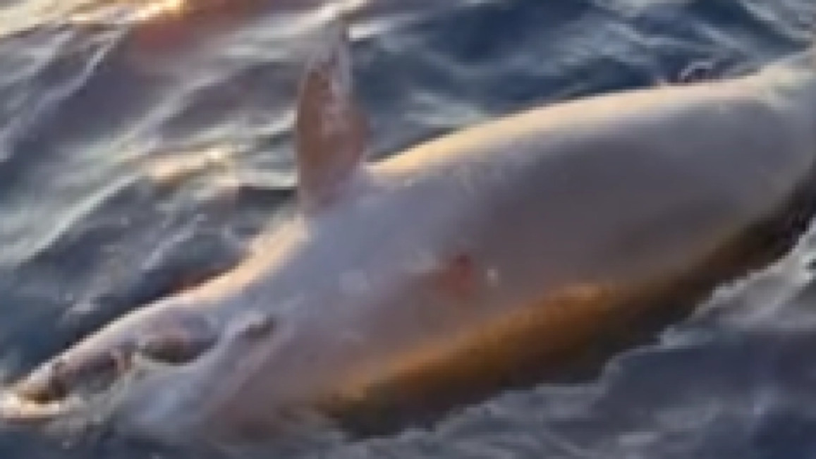 Ribari u Hrvatskoj ubili delfina, presudili nesrećnoj životinji sa dva metka