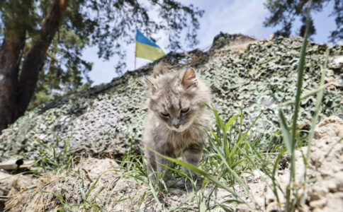 VJEROVALI ILI NE Ukrajinci dovode i mačke da se bore na prvu liniju fronta