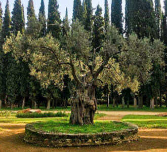 Ovo je najstarije srpsko drvo, posadio ga je car Dušan Silni