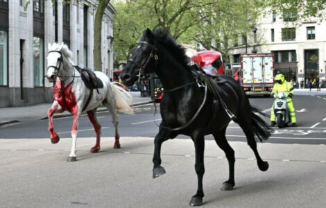 Pobjegli konji britanske konjice, galopiraju ulicama Londona (video)