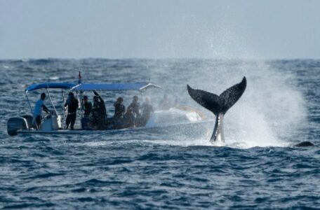 U Jadranskom moru viđen kit